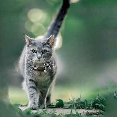 Collier Airtag Chat - CatAirTagCollar™ - Blanc - Mon Chattitude