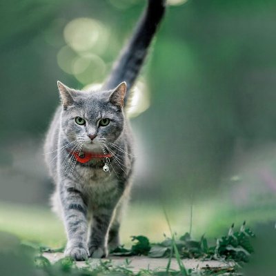 Collier Airtag Chat - CatAirTagCollar™ - Rouge - Mon Chattitude