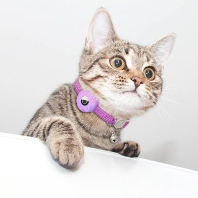 Collier Airtag Chat - CatAirTagCollar™ - Violet - Mon - chattitude.com